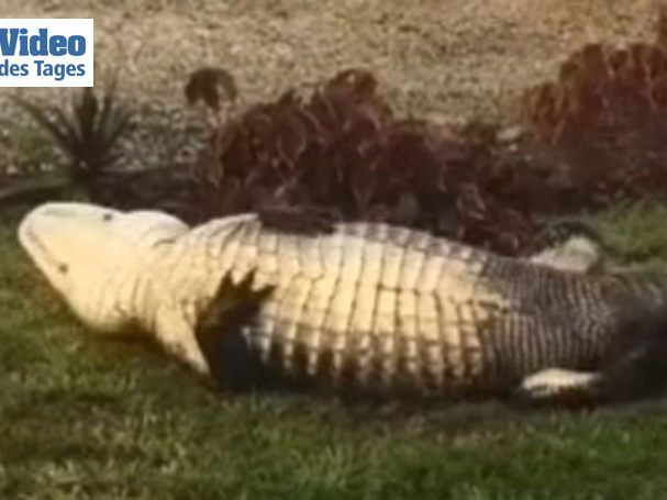 Der Alligator vollführte im Vorgarten sogenannte "Todesrollen".