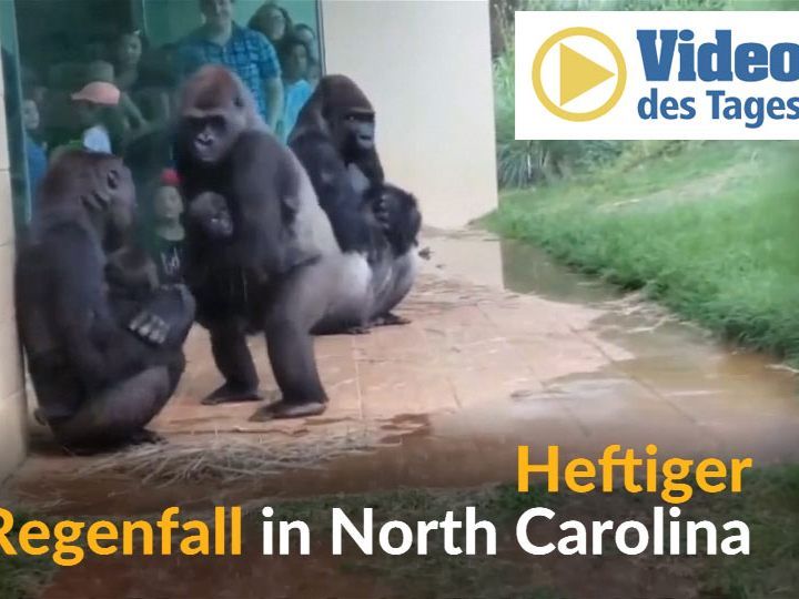 Die Gorilla-Familie versucht sich vor dem Regen zu schützen.