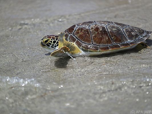 Seeschildkröten zählen zu den gefährdeten Tierarten Seeschildkröten zählen zu den gefährdeten Tierarten
