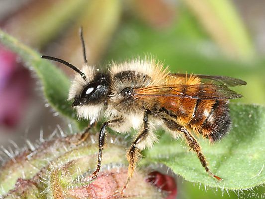 Landwirtschaft geht auf Kosten der Artenvielfalt