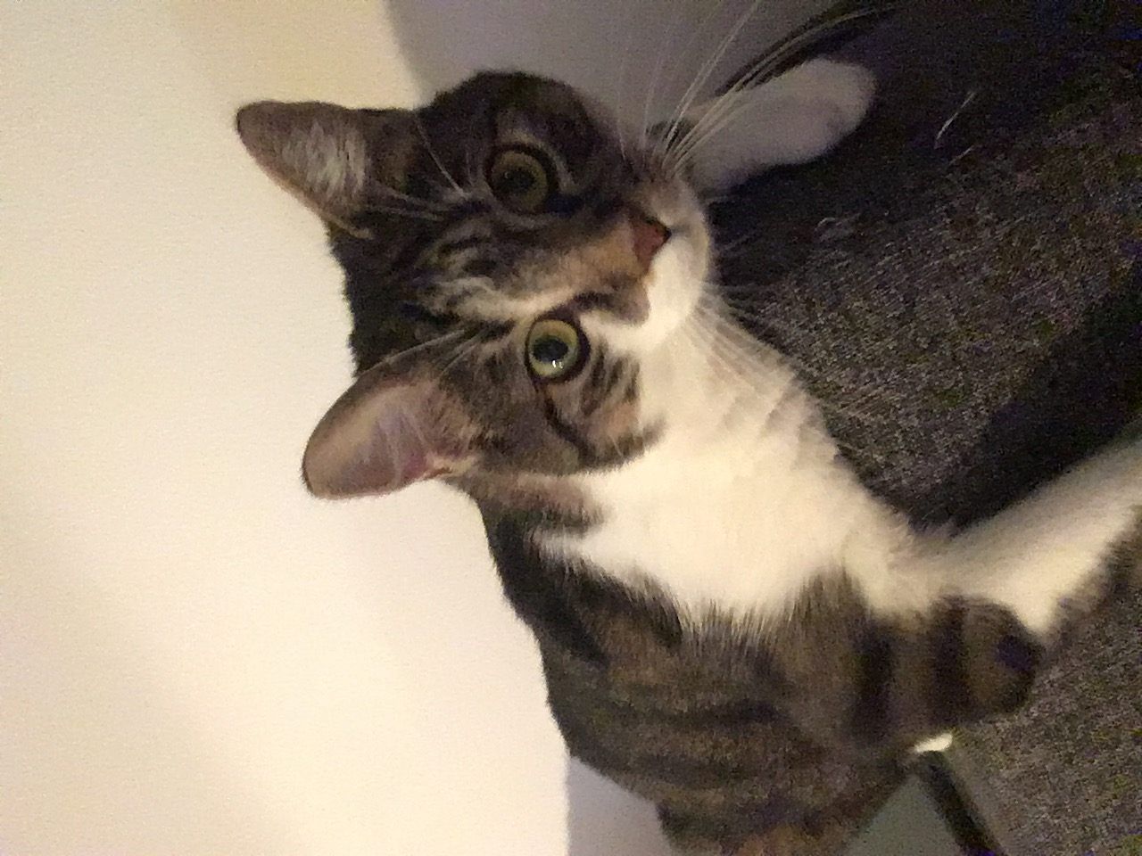 Maximilian