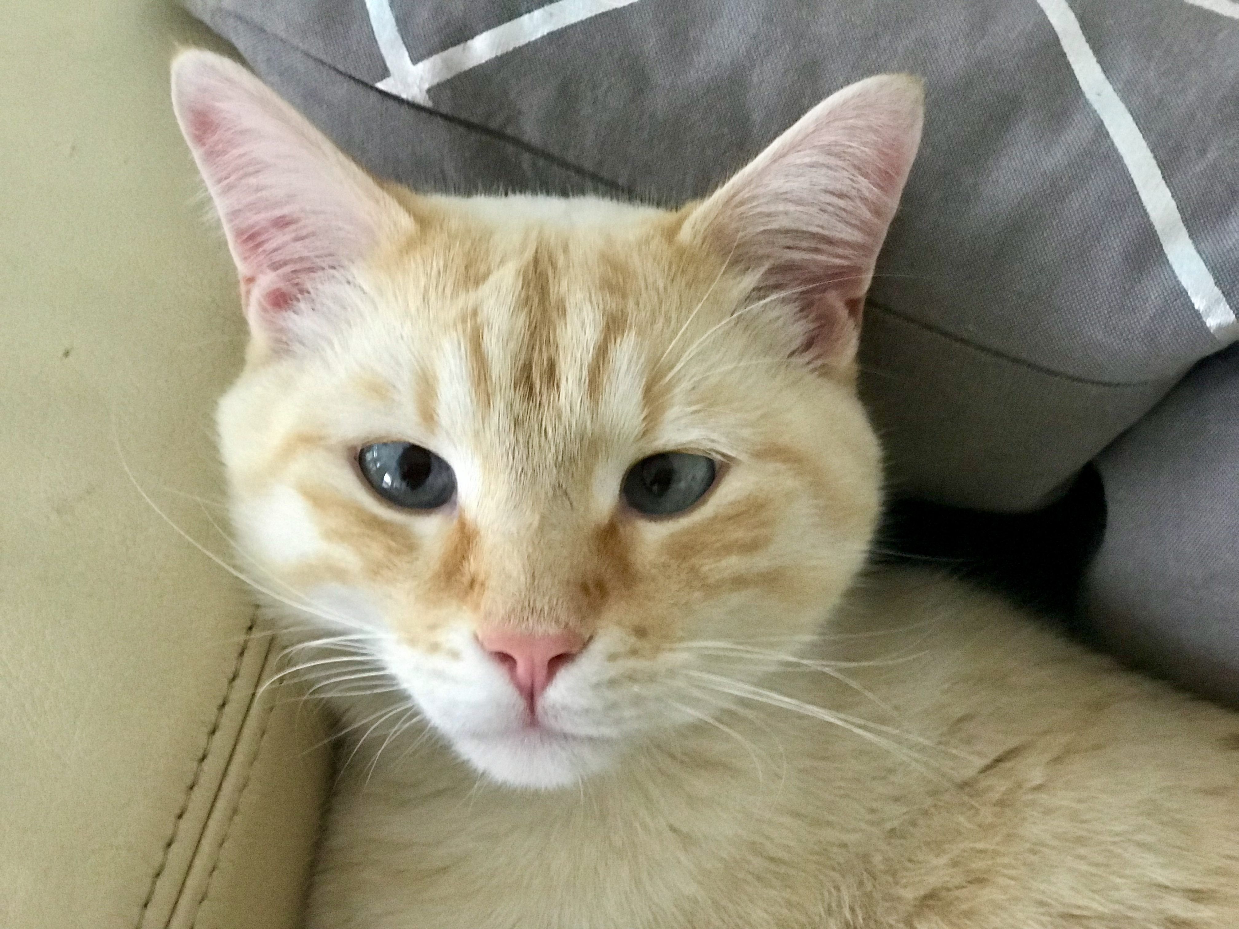 Kater Billy