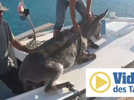 Der verängstigte Vierbeiner wurde per Boot wieder ans Festland gebracht.