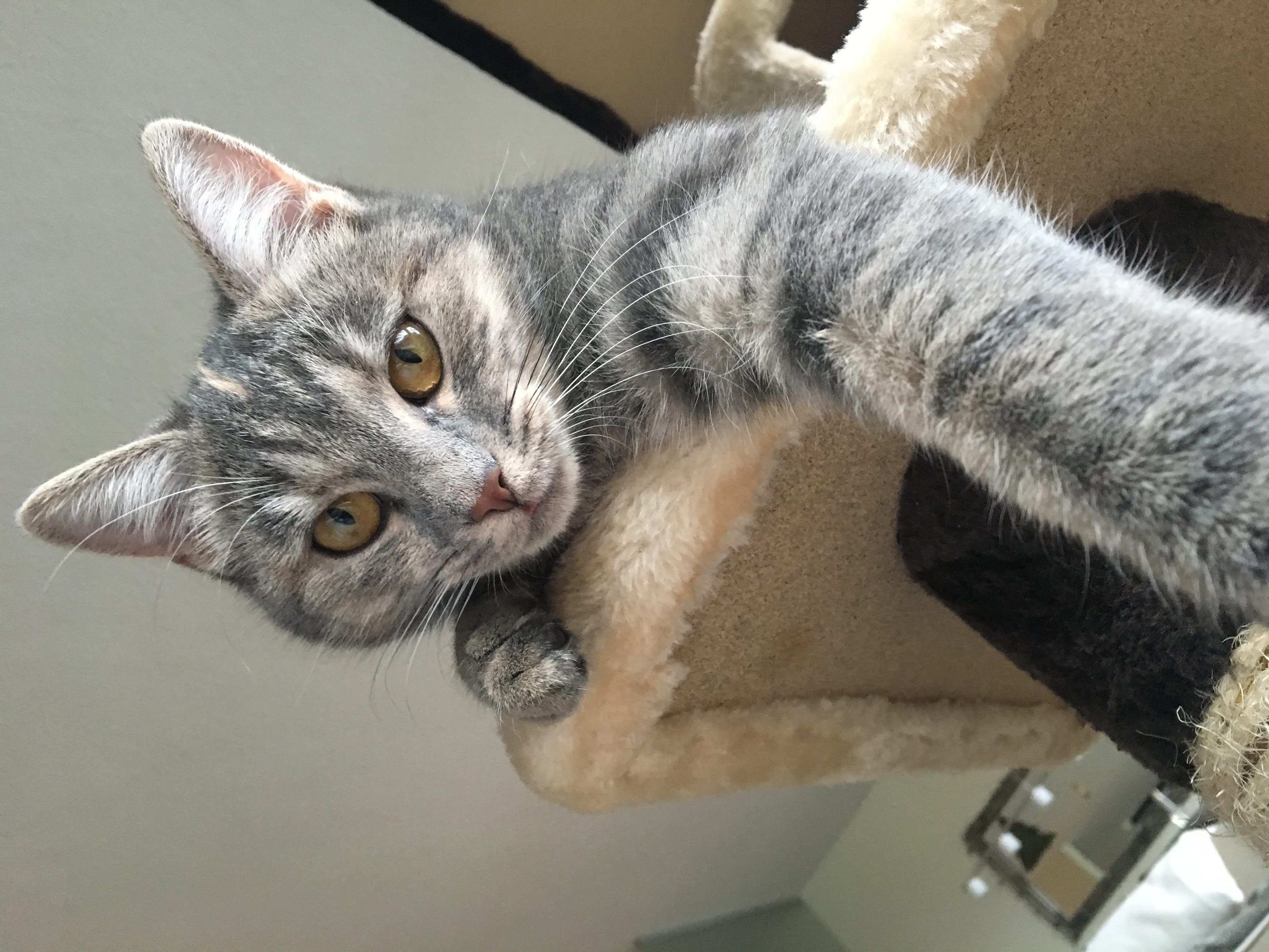 Katze
