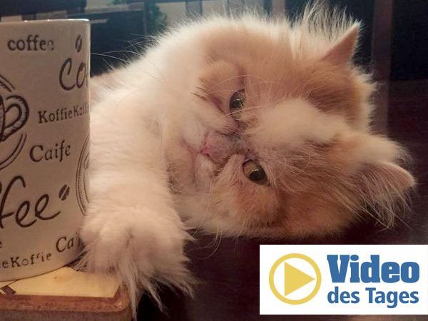 Nach "Grumpy Cat" ist nun wohl Louis die mürrischte Katze der Welt.