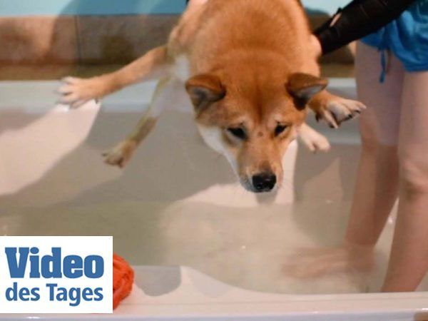 Haro hat keine Lust zu baden.