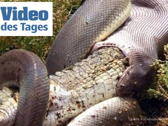 Die gewaltige Phyton verschlang ein ganzes Krokodil.