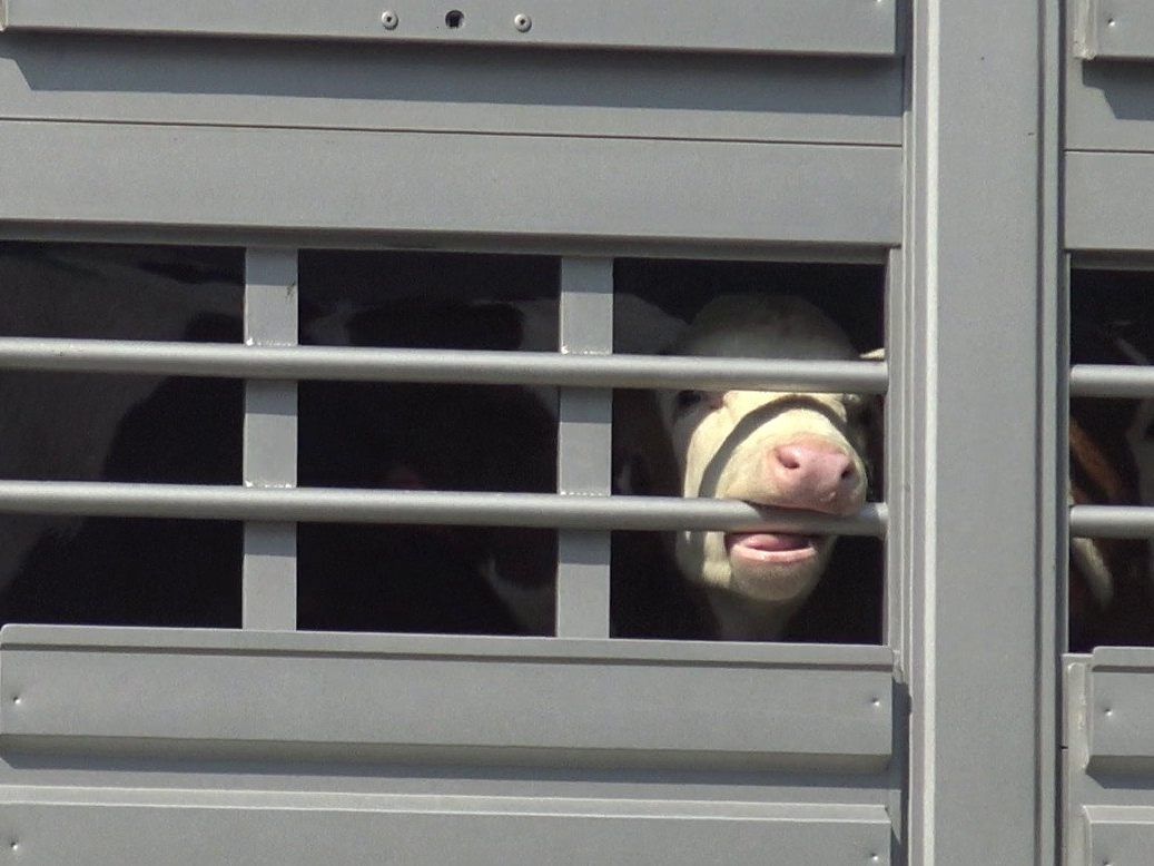 Nach einem kurzen Aufatmen für die Kälber und den Tierschutz rollen die Transporte nach Spanien, Italien oder Polen nun wieder. Nach einem kurzen Aufatmen für die Kälber und den Tierschutz rollen die Transporte nach Spanien, Italien oder Polen nun wieder.