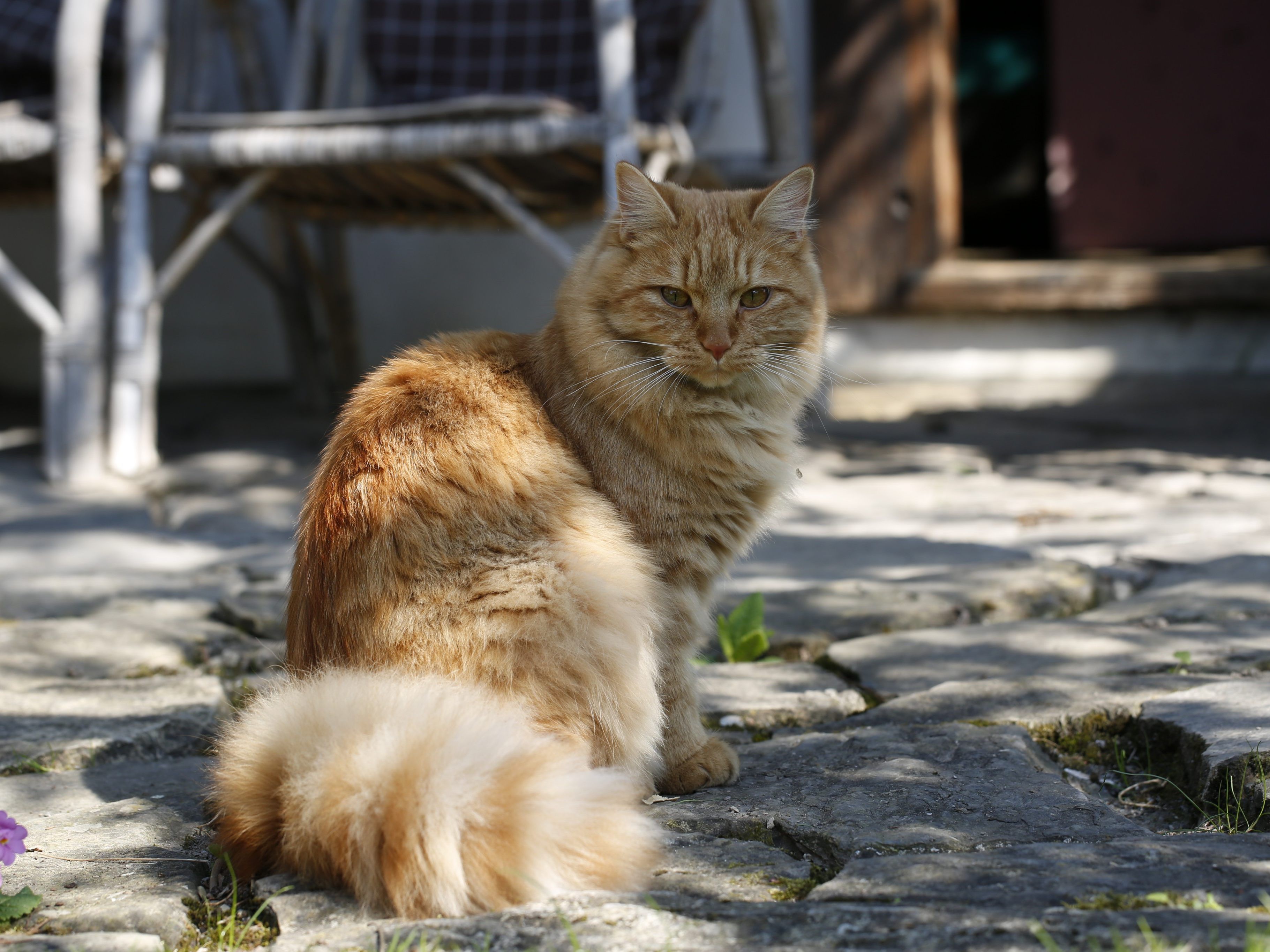 Kater Garfield