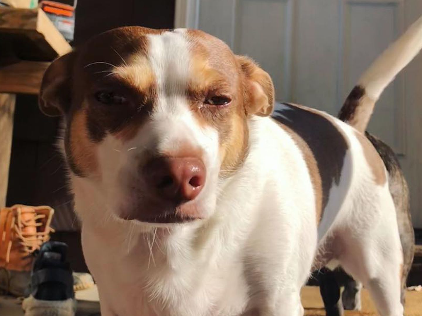 Der schlecht gelaunte Hund erinnert an Internetphänomen "Grumpy Cat".