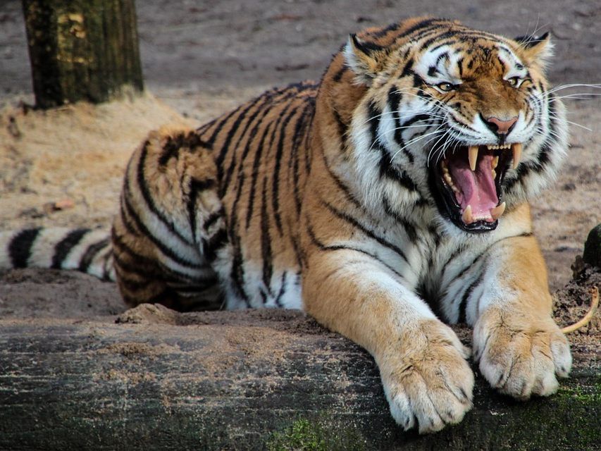 Der Tiger riss dem Pfleger beide Arme ab. Der Tiger riss dem Pfleger beide Arme ab.