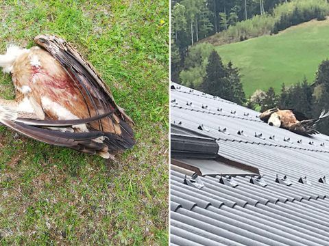 Ein Unbekannter hat einen fliegenden Gänsegeier abgeschossen. Ein Unbekannter hat einen fliegenden Gänsegeier abgeschossen.