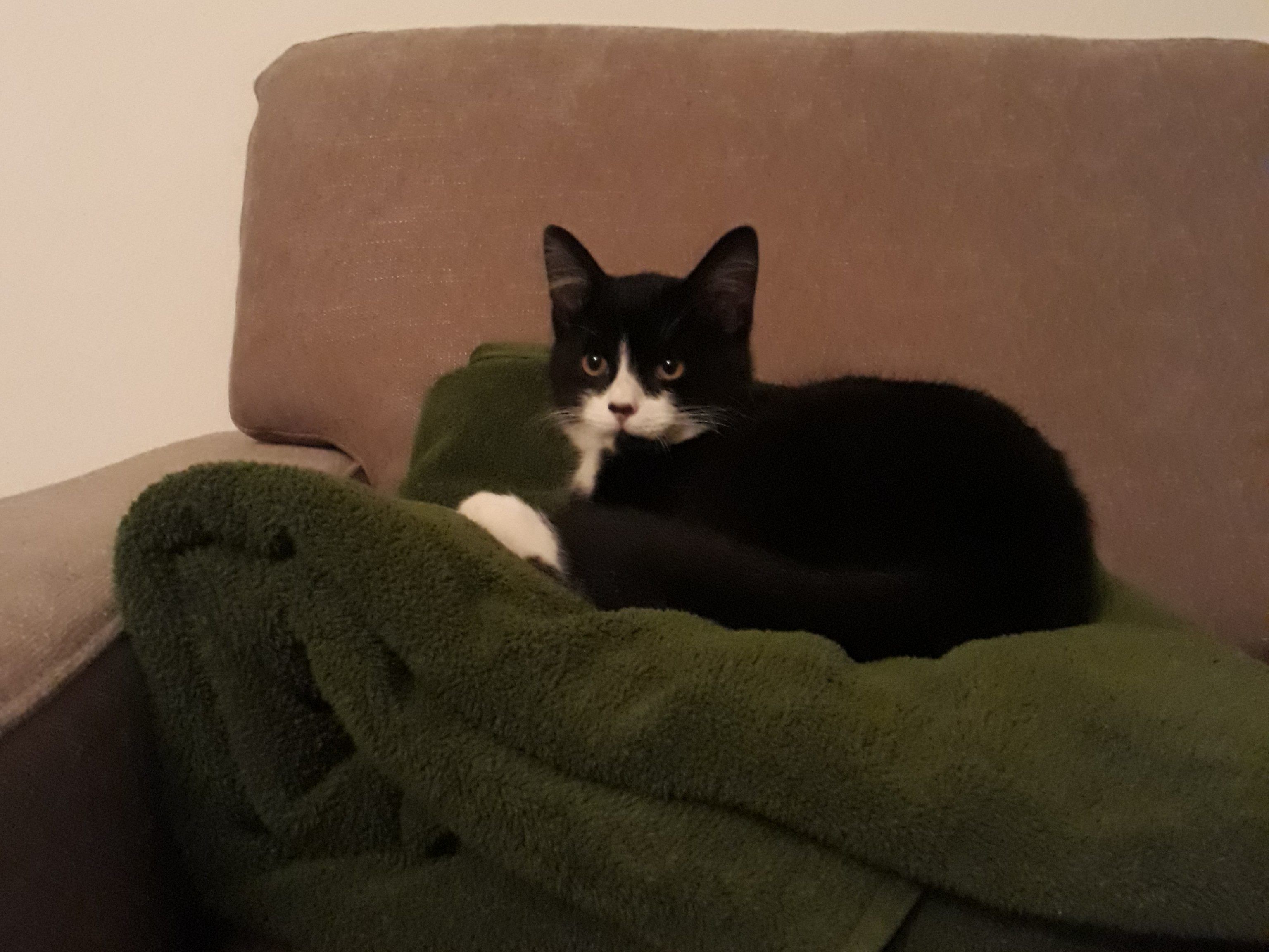Samson