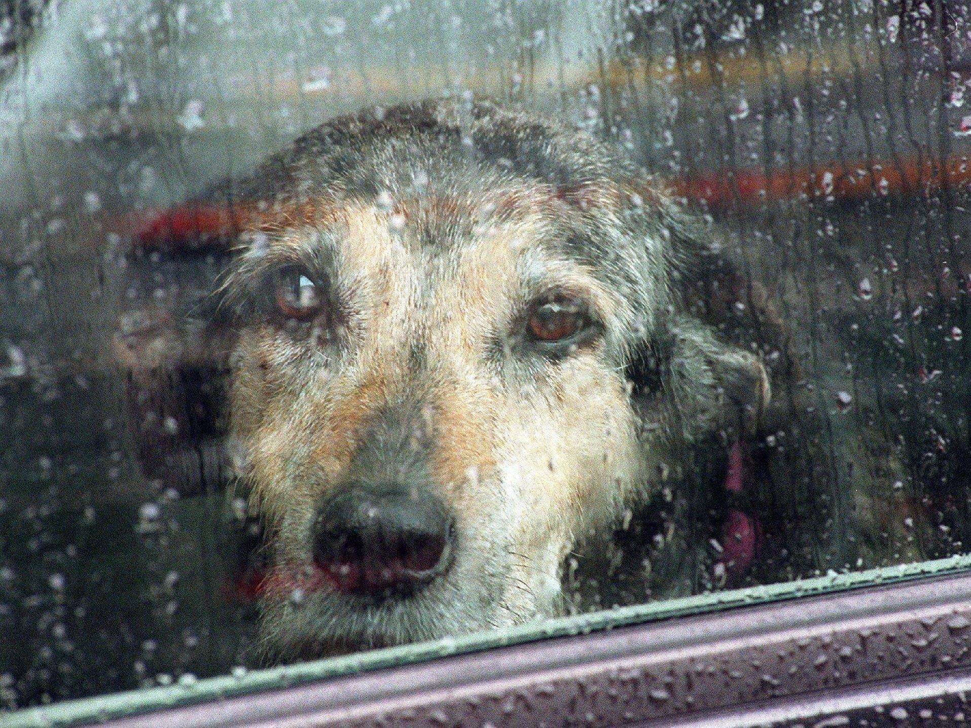 Blitz und Donner So überstehen ängstliche Vierbeiner ein Gewitter