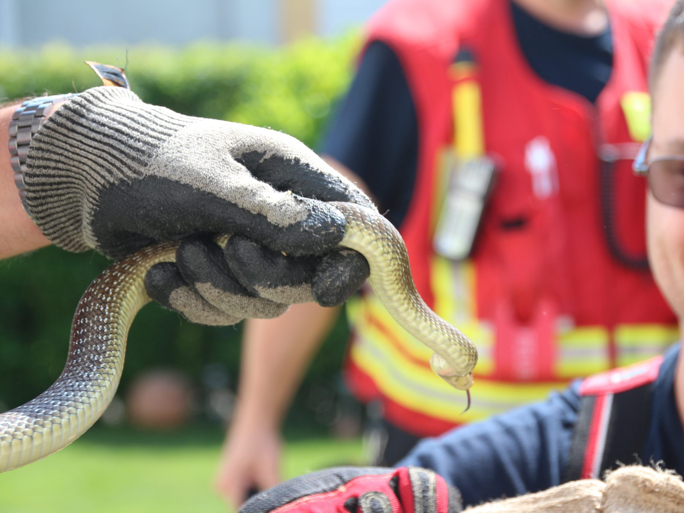 Die Schlange wurde in die freie Natur entlassen.