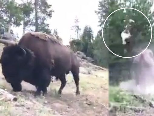 Ein Bison schleuderte ein kleines Mädchen in die Luft.