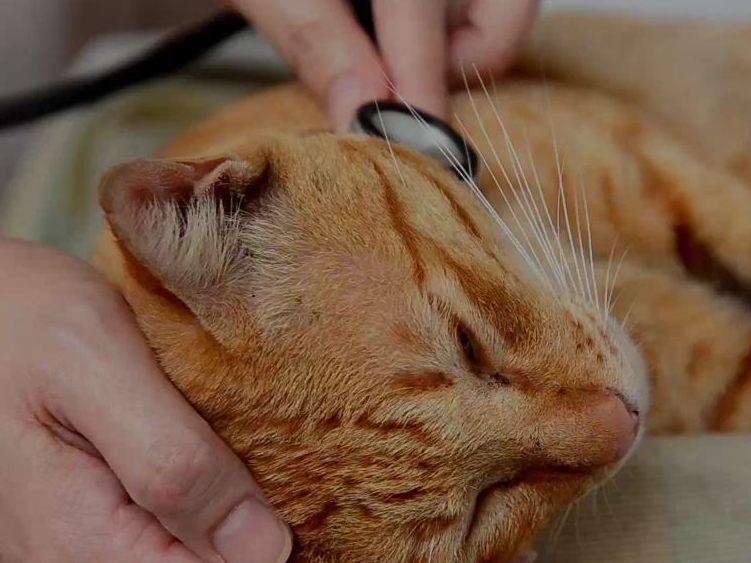 Die 10 gefährlichsten Katzenkrankheiten im Video