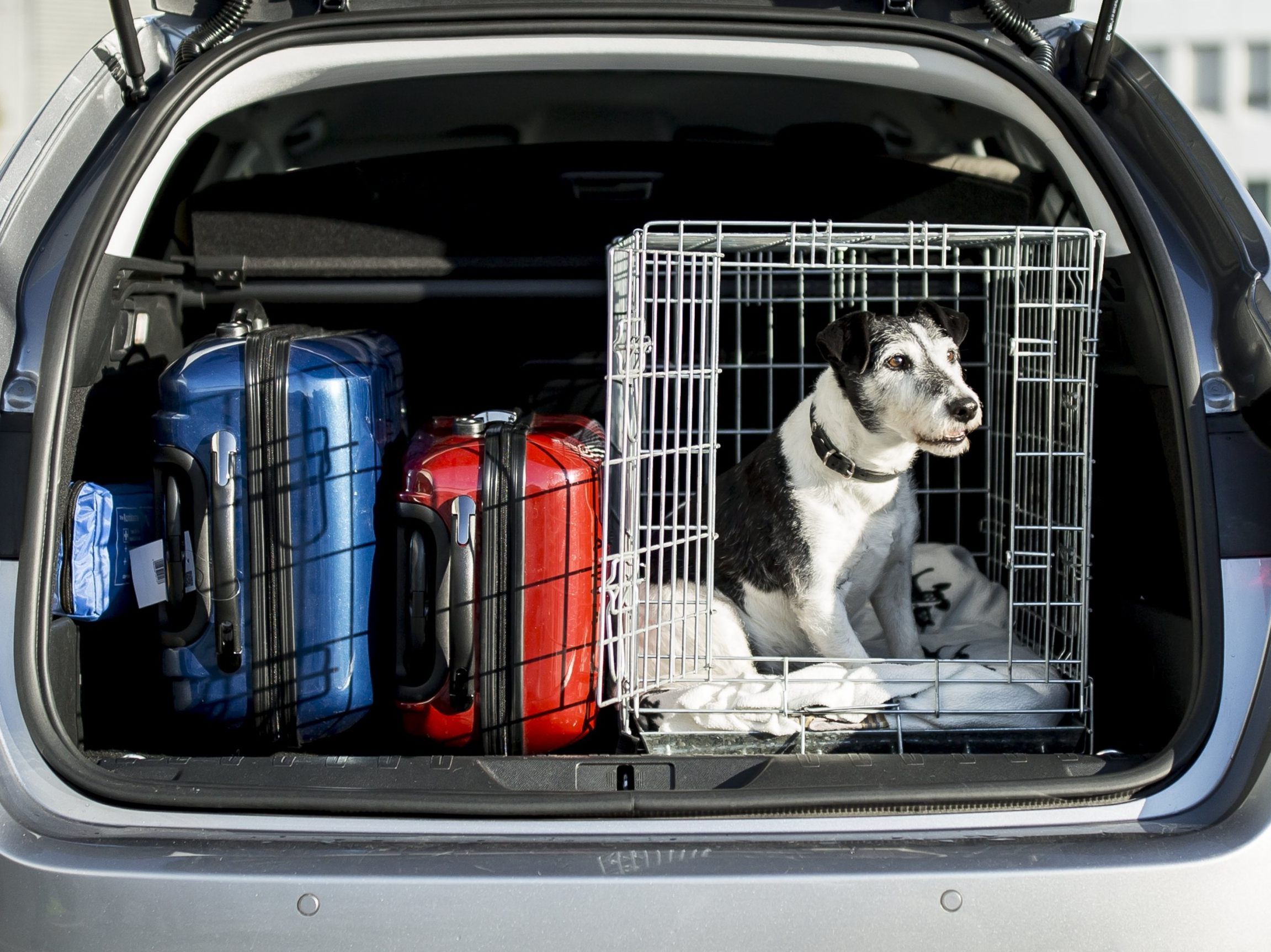 ÖAMTC: Wer mit Hund urlauben möchte, sollte Einreisebestimmungen kennen.