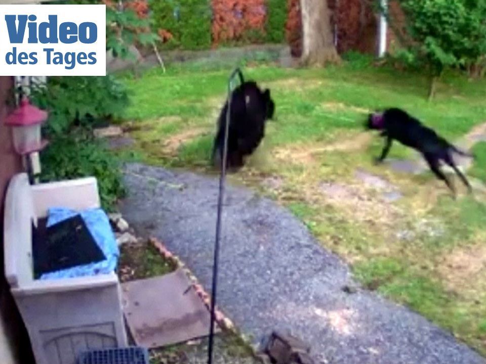 Nachbarshund vertreibt einen Bären aus dem Garten.