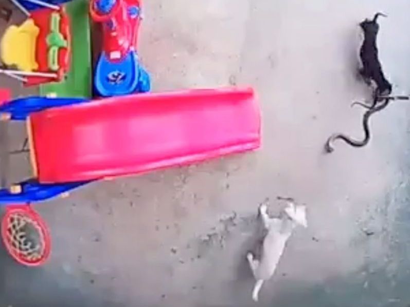 Die Hunde attackieren die Giftschlange.