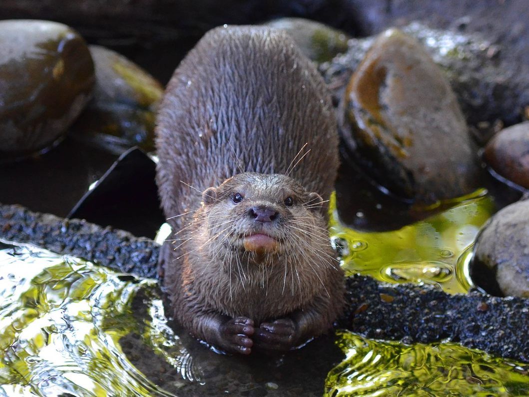 Die Fischotterbestände sind in NÖ in den letzten Jahren weiter gestiegen.