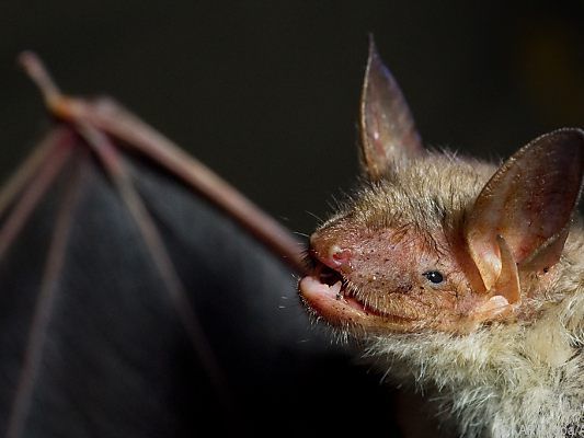 Fledermaus an Bord eines US-Flugs Fledermaus an Bord eines US-Flugs