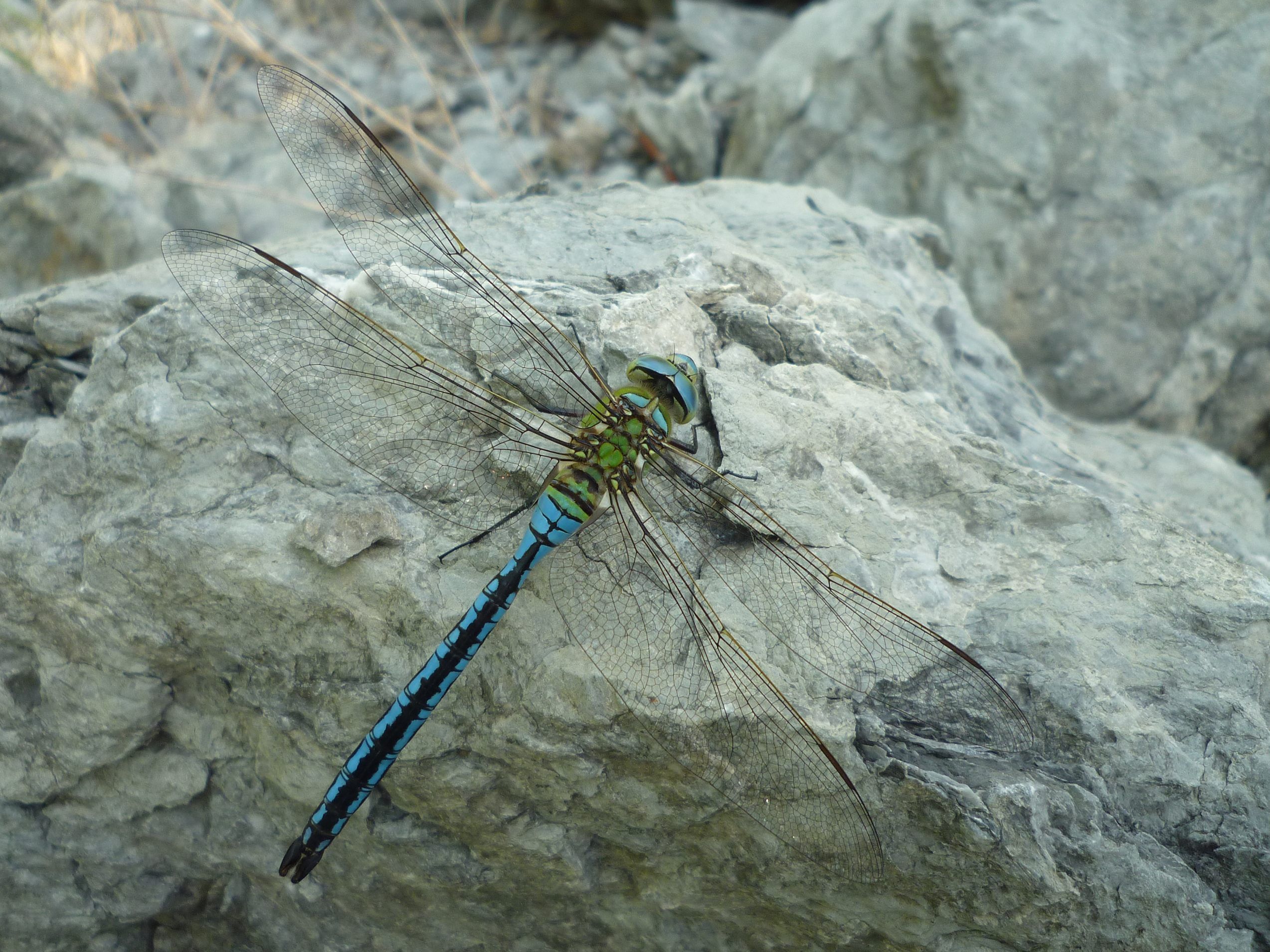 Das ist eine blaugrüne Mosaikjungfer.
