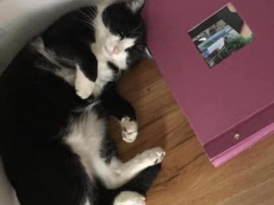 Kater Bronx