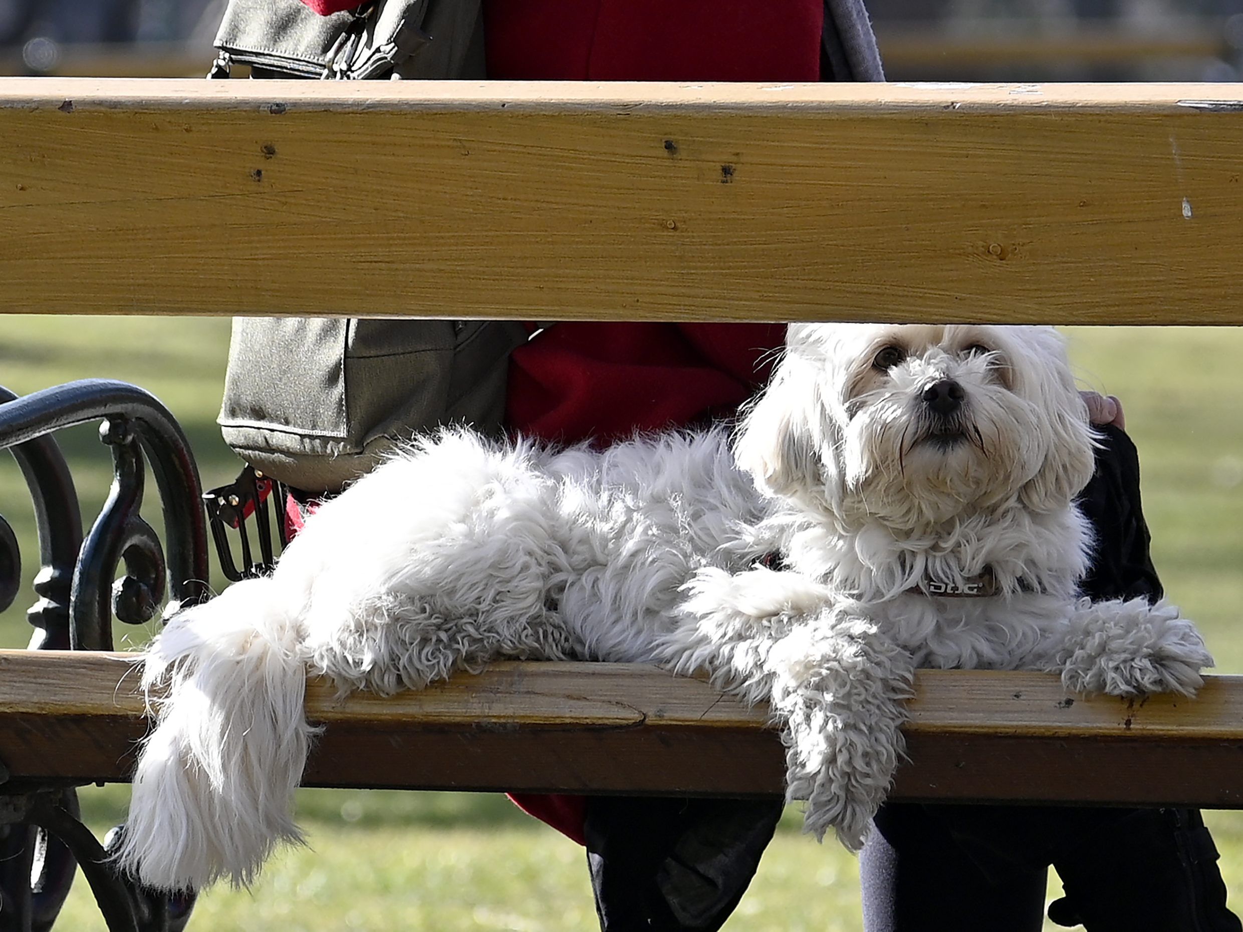 548.507 gemeldete Hunde in Österreich