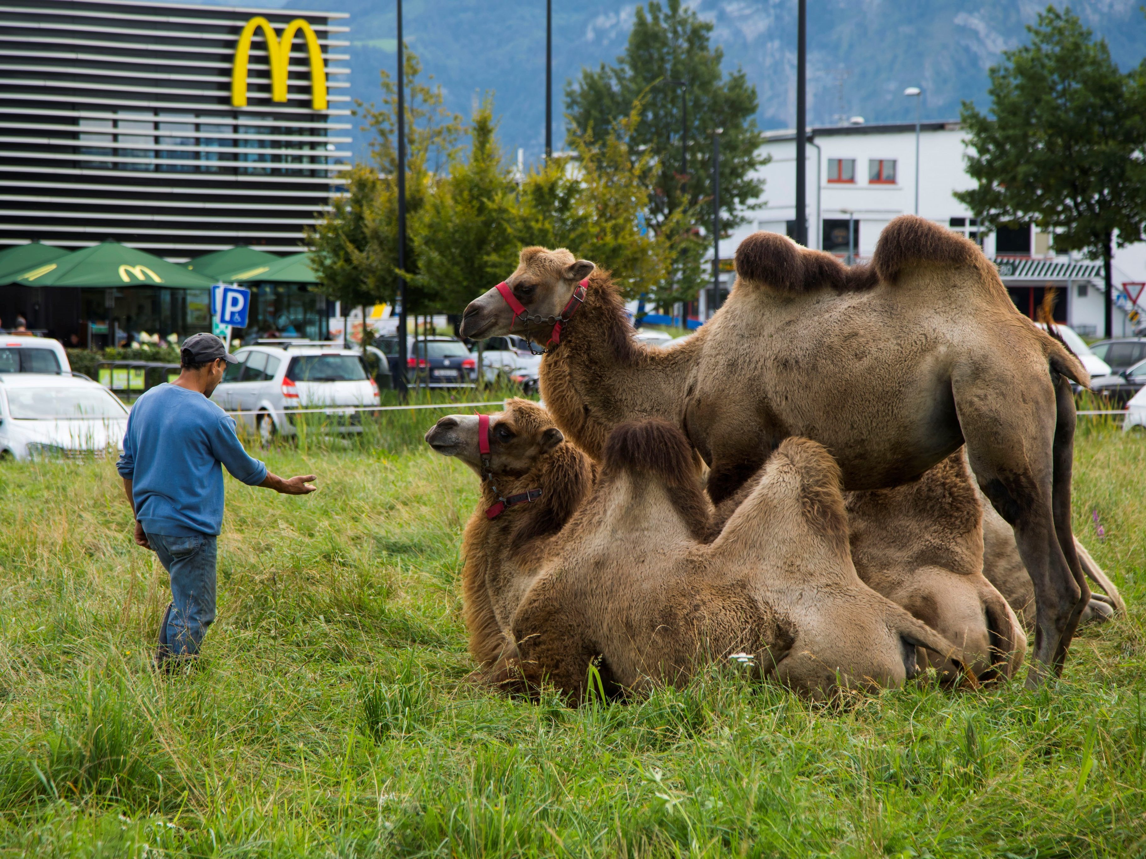 Die Kamele werden noch bis Ende September in Lustenau bleiben.