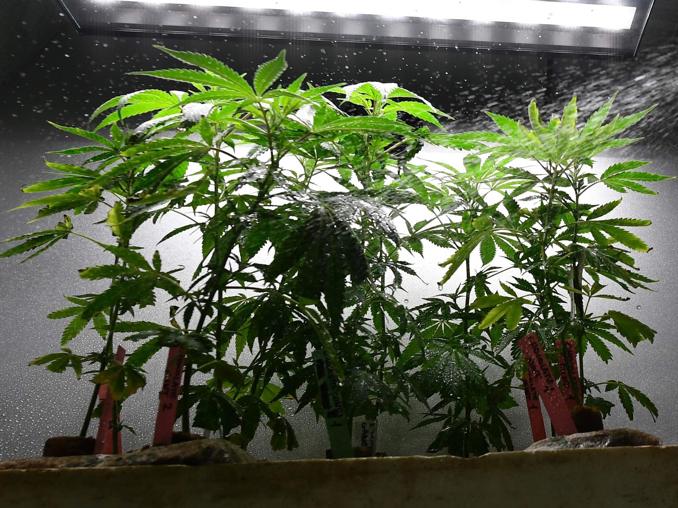 Die Frau und zwei Männer handelten kiloweise mit Cannabis. (Symbolbild) Die Frau und zwei Männer handelten kiloweise mit Cannabis. (Symbolbild)