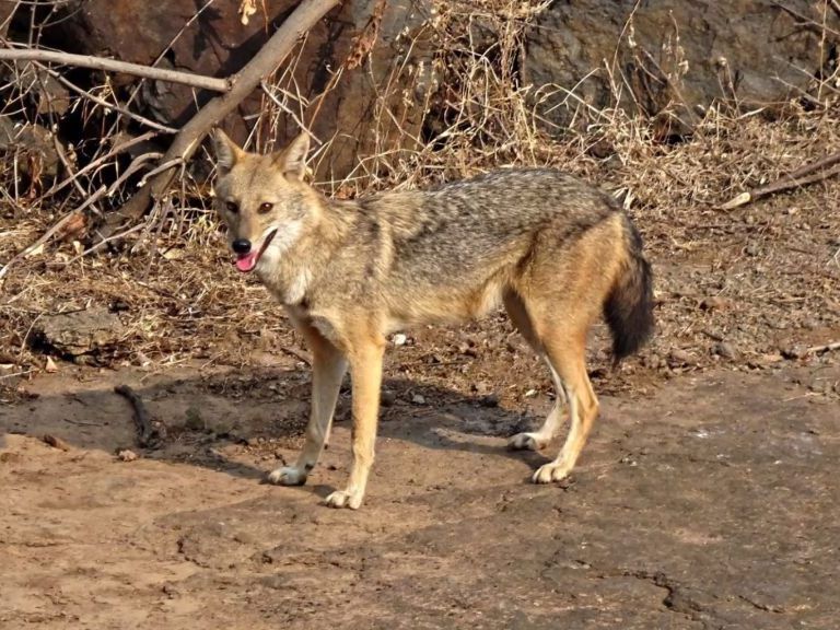 Ein Goldschakal wurde erstmals im Nationalpark Hainich in Türingen gesichtet.