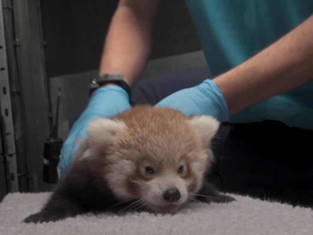 Den Arztbesuch kann kaum jemand wirklich leiden - Auch Kleine Pandas nicht.