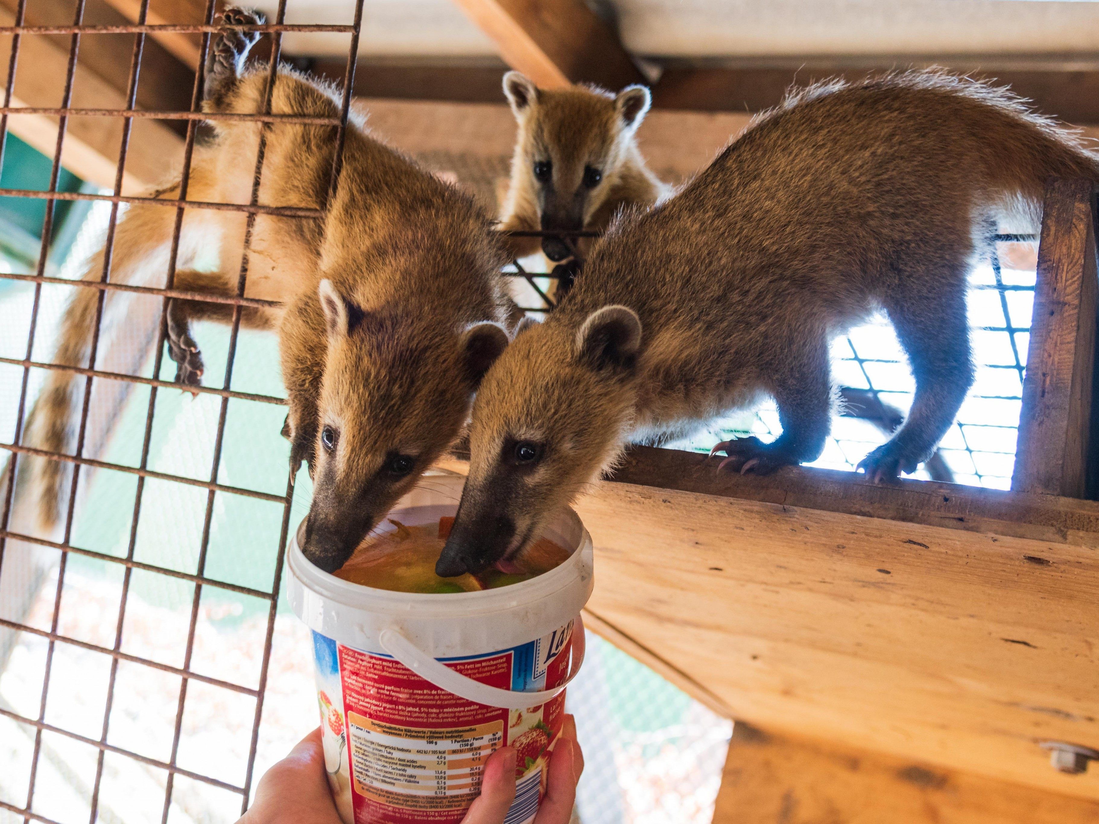 Auch Nasenbären gibt es im Doppelmayr-Zoo zu sehen.