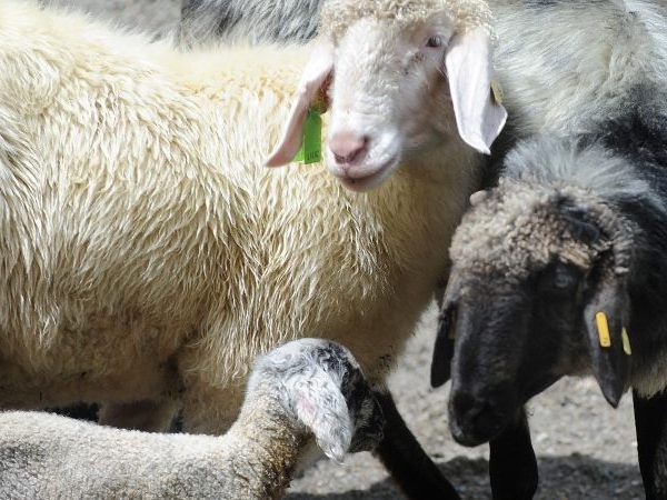 In einem Stall in St. Gallenkirch sind von Ende Februar bis Mitte April 15 Schafe verendet. Der Schafbesitzer muss sich heute vor Gericht verantworten