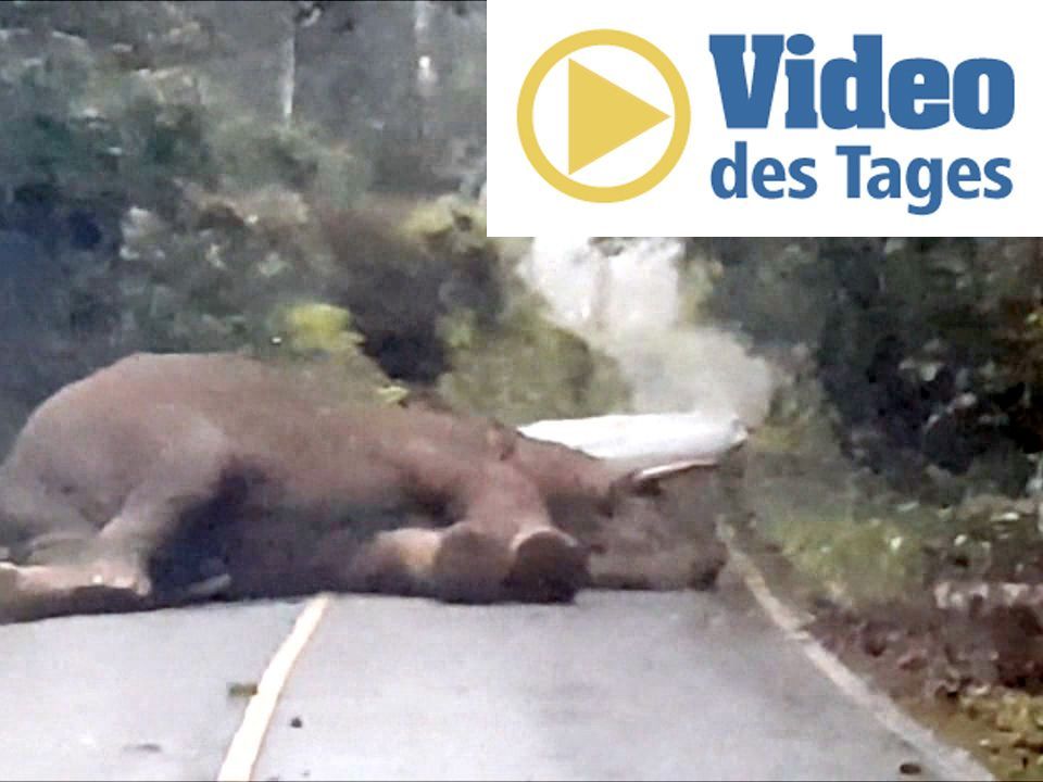 Der Elefant ist für seine kuriose Praxis bekannt.