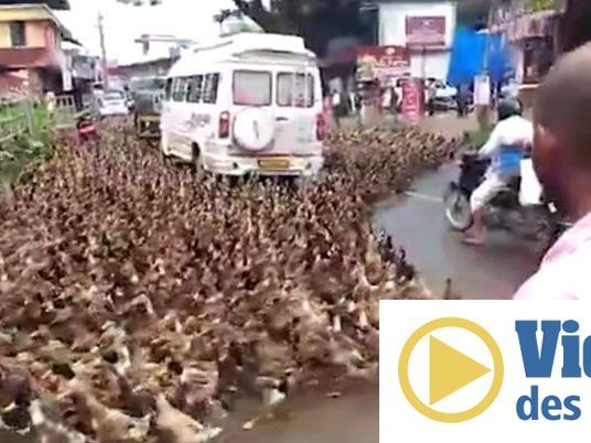 Tausende Enten halten in einer indischen Stadt den Verkehr auf.