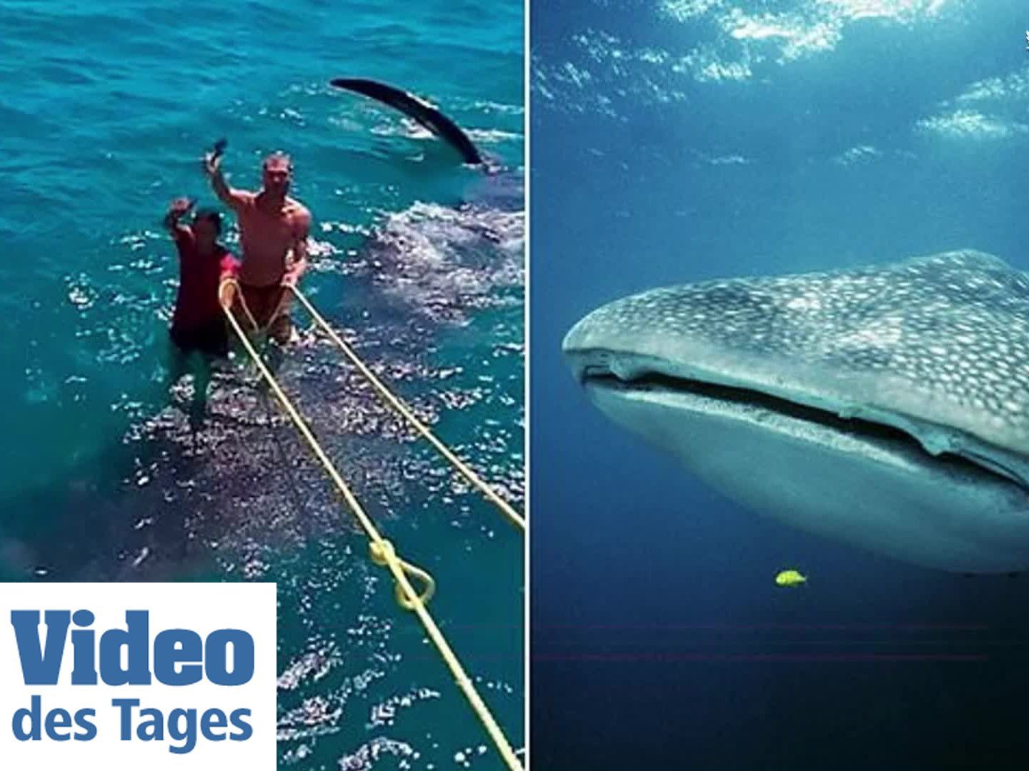 Zwei Männer surfen auf einem Walhai, wie auf einem Surfbrett.