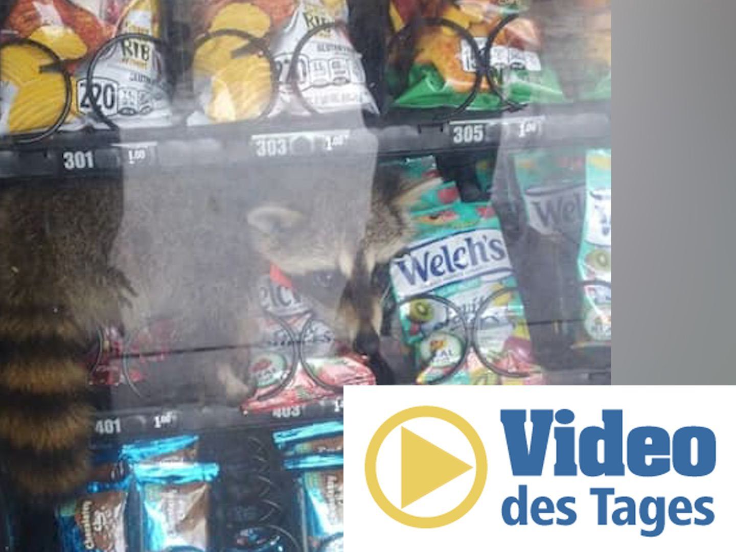 Ein Waschbär war in einem Snackautomaten im Bundesstaat Florida gefangen.