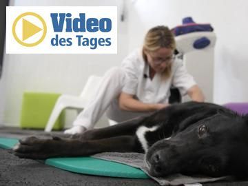Physiotherapie für Fellnasen