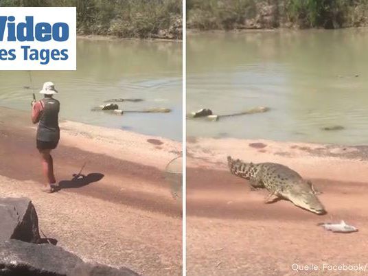 Das Krokodil wollte den Fisch mehr