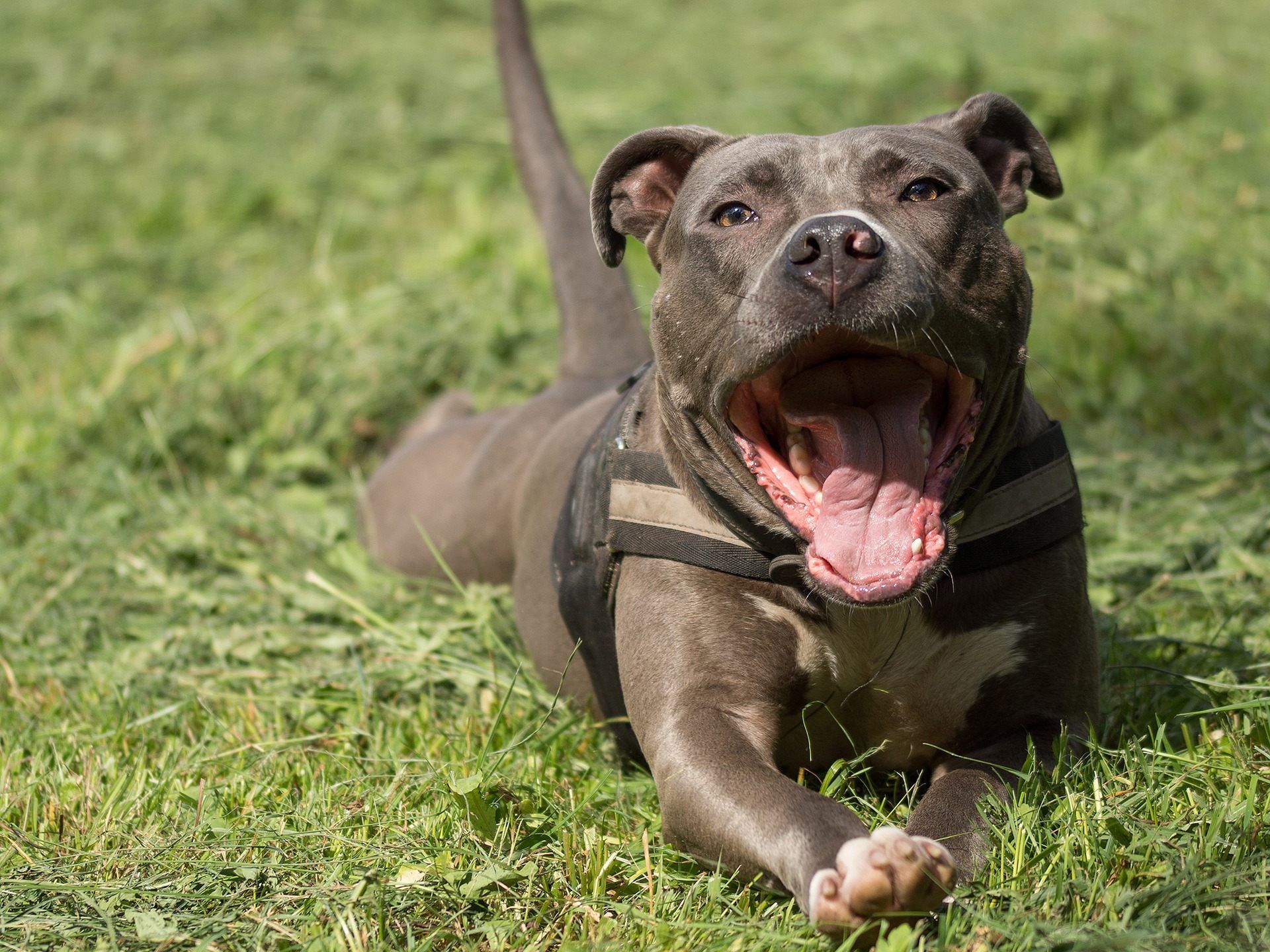 Der Hund hatte nach den Bissen neurologische Aussetzer undeinen epileptischen Anfall.