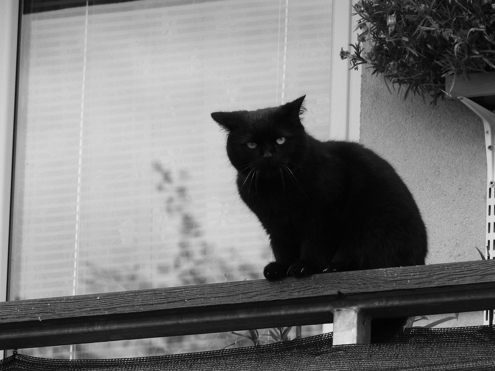 Die Katze verirrte sich auf den Balkon des Nachbarn.