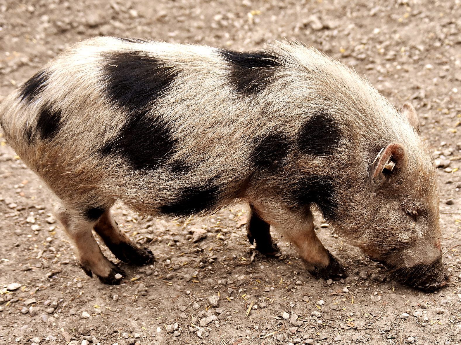 Die Schweine fühlen sich bei Joy in Hietzing sauwohl.