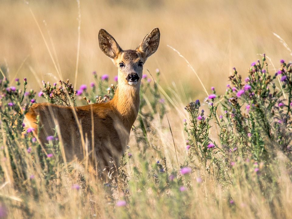 Scheinbar treibt ein Wilderer in Niederösterreich sein Unwesen.