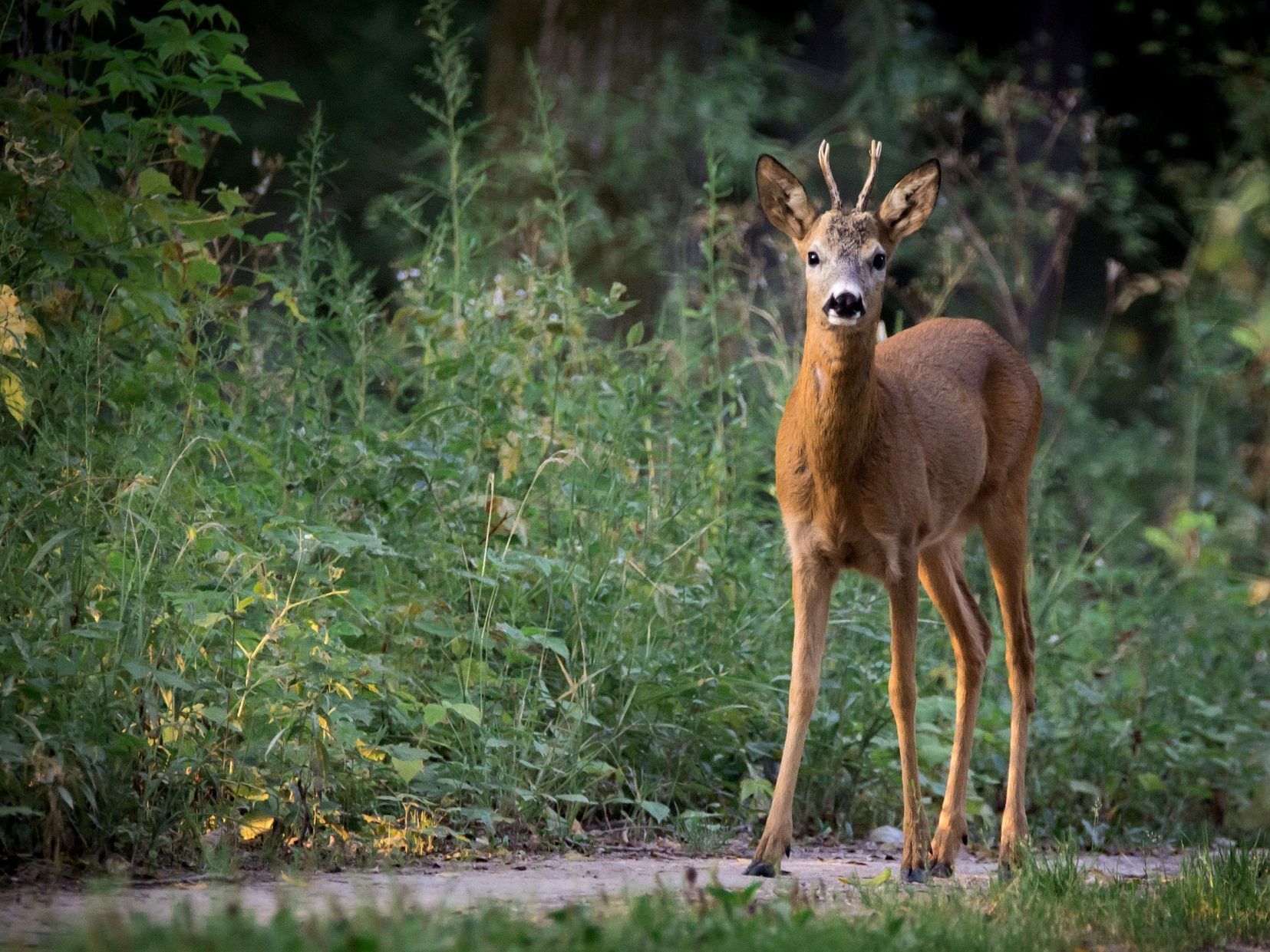 Drei Rehe wurden binnen 14 Tagen getötet.