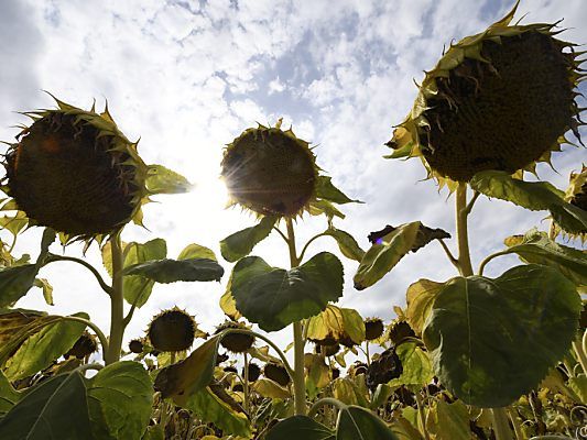 2015, 2016, 2017 und 2019 war der August am heißesten