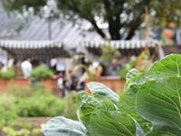 Dornbirner Herbst geht in die nächste Runde | Essbare Stadt Dornbirn feiert Erntedank Dornbirner Herbst geht in die nächste Runde | Essbare Stadt Dornbirn feiert Erntedank