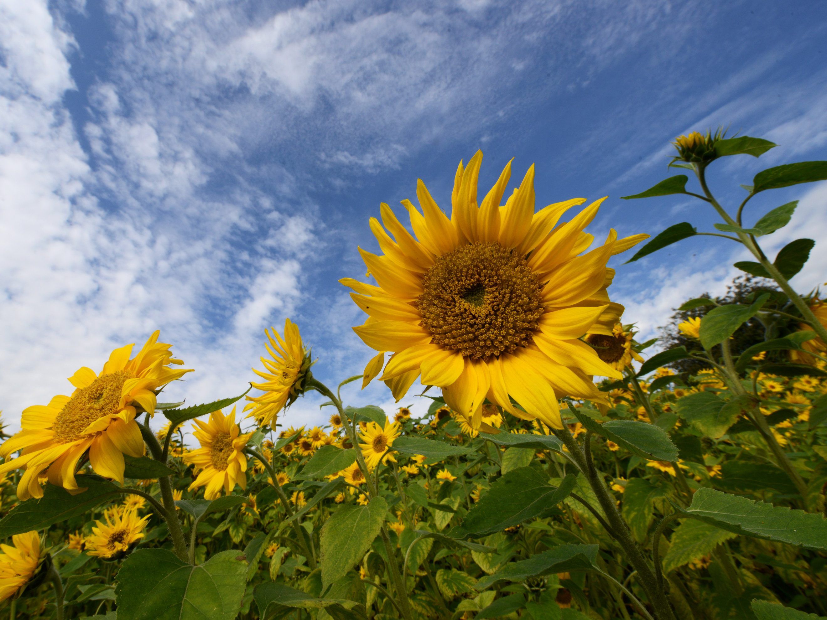 Die August-Temperaturen lagen 1,8 Grad über dem vieljährigen Mittel. Die August-Temperaturen lagen 1,8 Grad über dem vieljährigen Mittel.