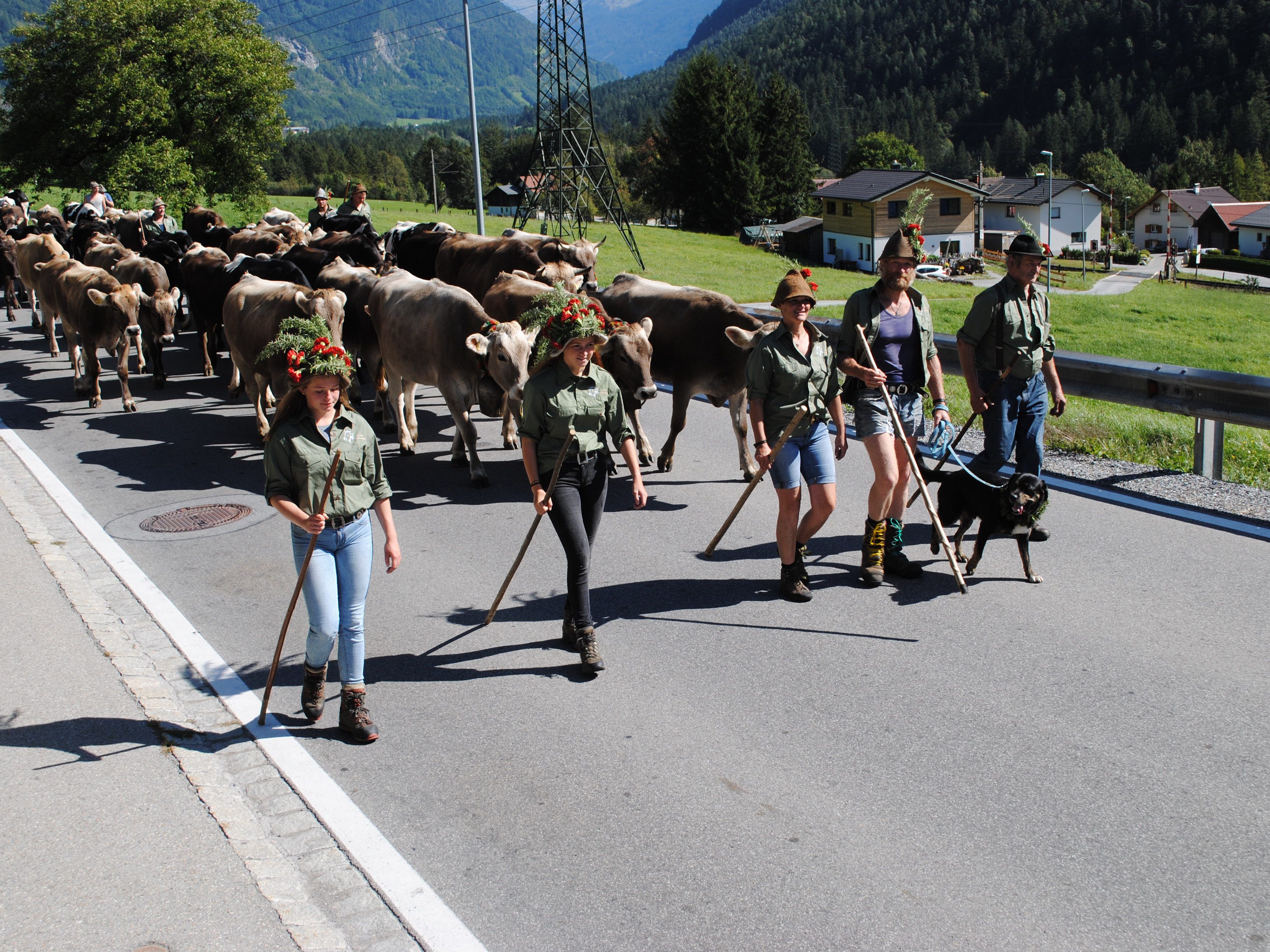 Der stolze Tross der Alpe Albona zog durchs Klostertal und wurde von vielen Schaulustigen am Straßenrand begrüßt. SW